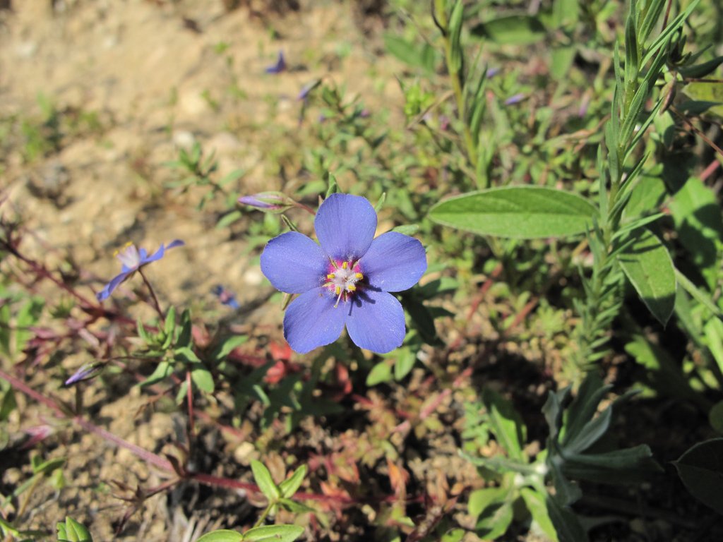 Anagallis monelli